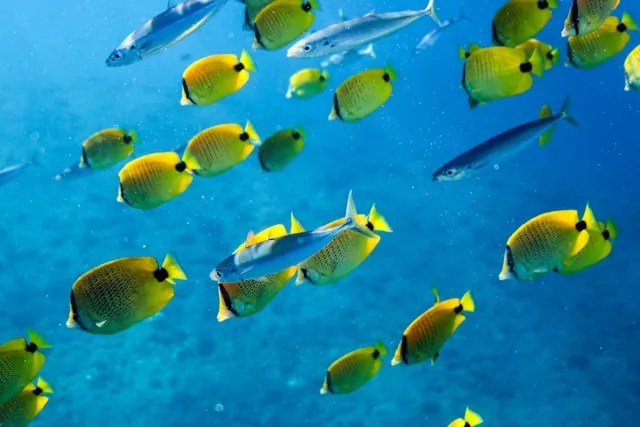 bunte Fische auf Koh Tao