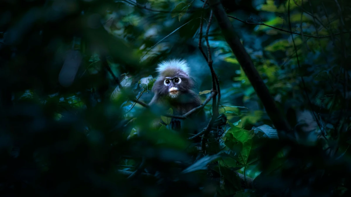 Night Safari in Khao Sok: What to Expect, Prices and Tips