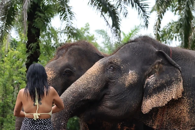 Krabi olifanten excursie